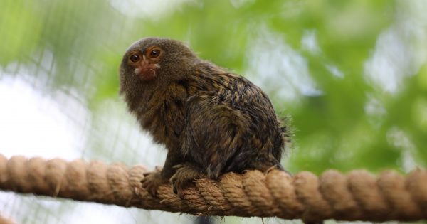 Pygmy marmosets and lemur babies add to attractions at Canberra’s zoo