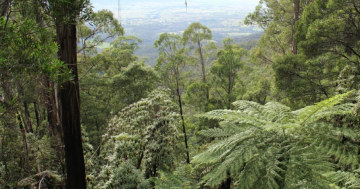 Canberra Day Trips: Explore the spellbinding Brown Mountain