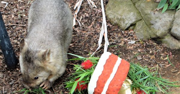 Australia’s oldest wombat celebrates turning 31 today