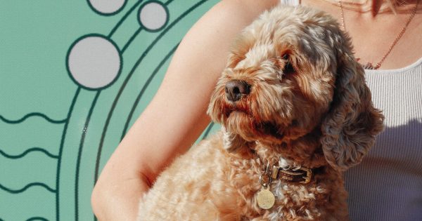 The best dog groomers in Canberra