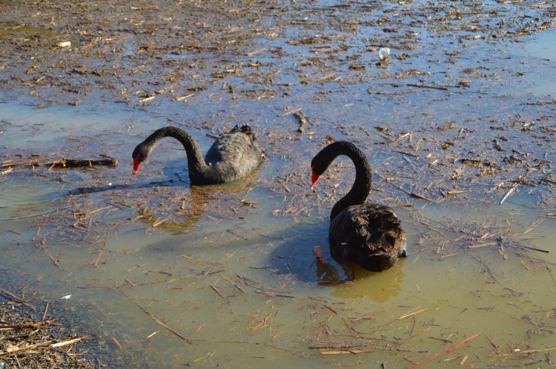 Black swans at Lake Tuggeranong