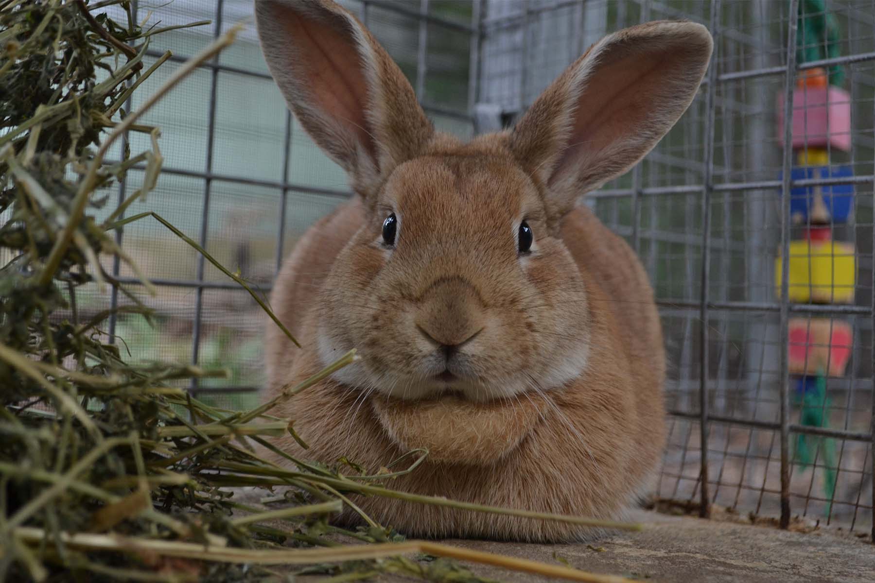 Meet the adorable Canberra pets behind the RSPCA’s rehoming success ...