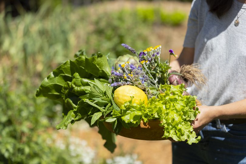 Fruits and vegetables in a basket