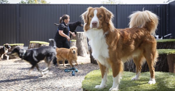 The best emergency and after-hours vets in Canberra