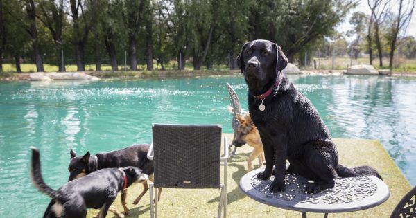 The best dog boarding kennels and catteries in Canberra