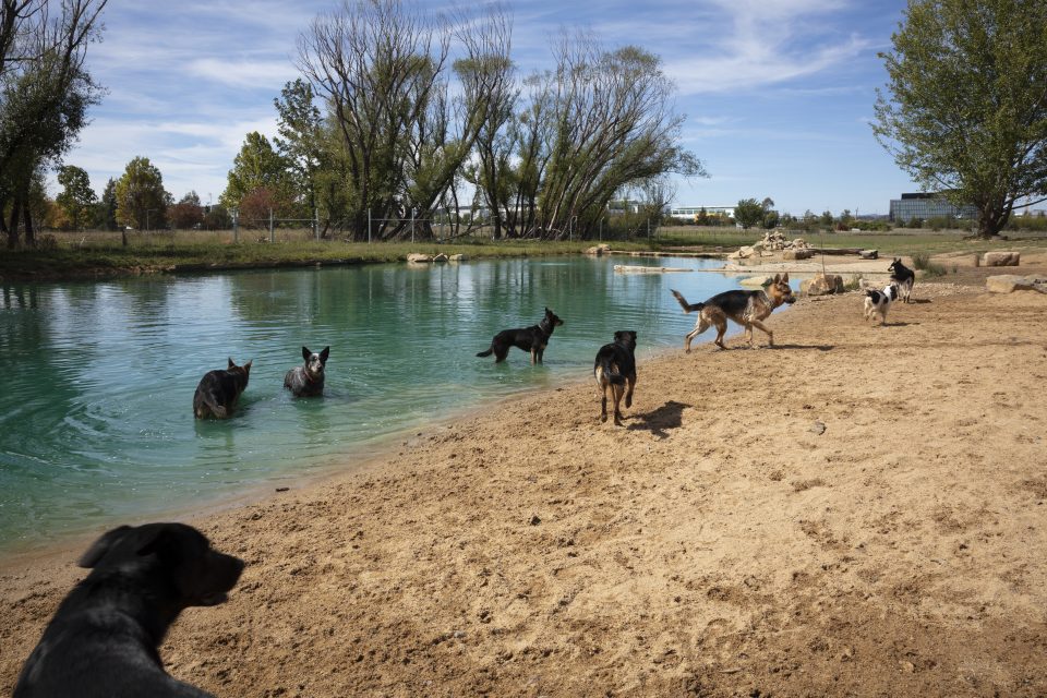 The best dog boarding kennels and catteries in Canberra Riotact