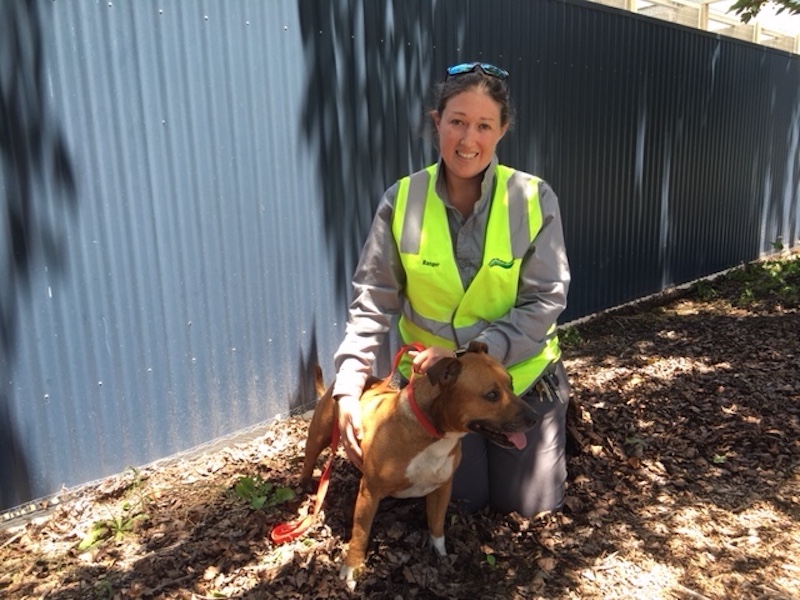 Ranger Anna Keatley with a dog at the Goulburn animal shelter. Photo: John Thistleton.