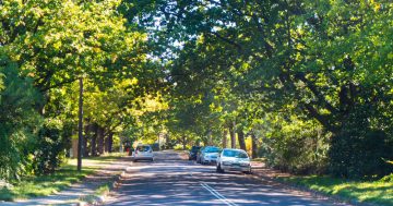 Government must ensure all Canberrans can the share benefits of our urban forest