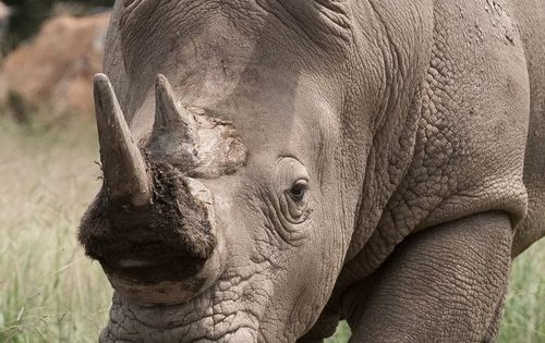 Rhino gores keeper at Mogo Zoo
