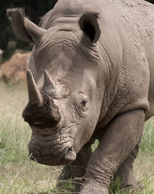 Rhino gores keeper at Mogo Zoo | Riotact