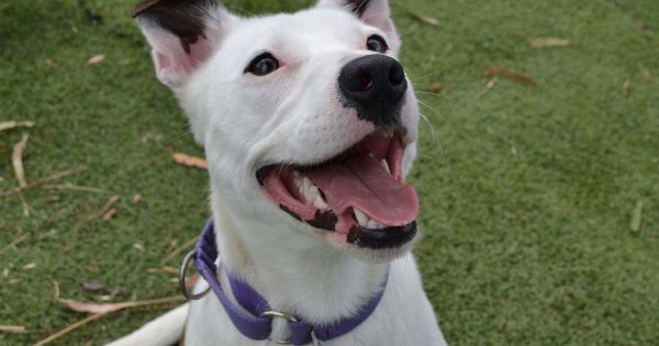 Meet the adorable Canberra pets behind the RSPCA’s rehoming success story