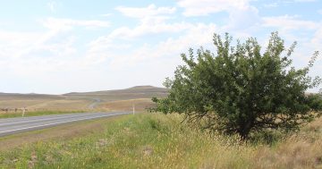 Harvesting feral fruit between the Coast, Cooma, and Canberra is delicious and part of the region's history