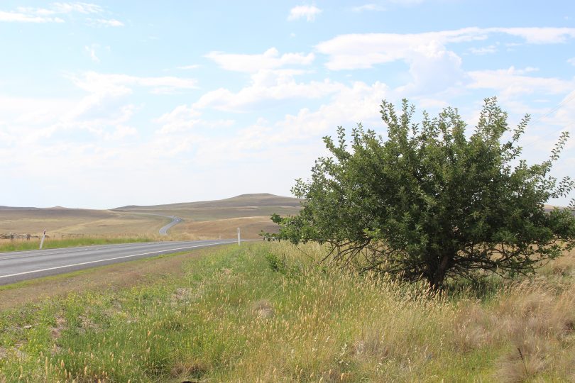 Dozens of apple trees dot the road side between Canberra and the Coast. Photo: Ian Campbell.