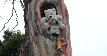 Pooh Bear's Corner in the making between Cooma and Nimmitabel?