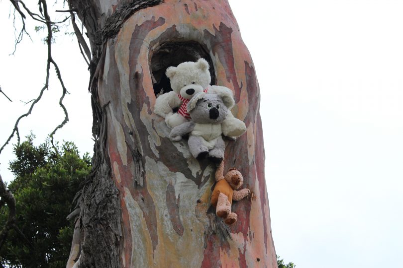 Is this the start of a Pooh Bears's Corner on the Monaro? Feb 2018. Photo: Ian Campbell