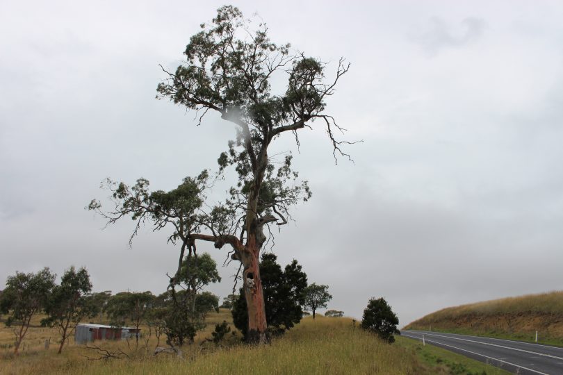 The Teddy Tree, north west of Nimmitable, on the Monaro Highway between Cooma and Canberra, Feb 2018. Photo: Ian Campbell.