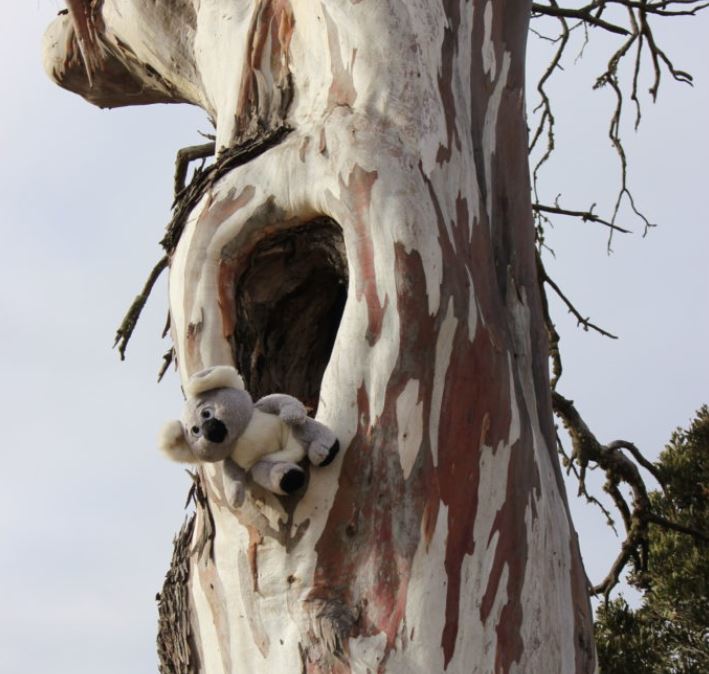 The koala that started it all, June 2017. Photo: Ian Campbell.