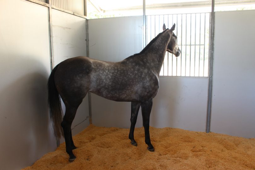 An eye on the winning post from the new stable complex. Photo: Ian Campbell