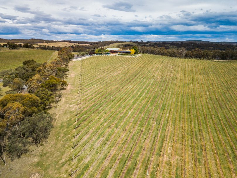 The Contentious Character vineyard is a sprawling escape. Photo: Jack Mohr.