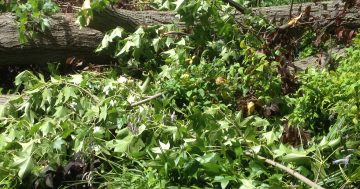 Severe weather warning issued for damaging winds as trees fall across Canberra