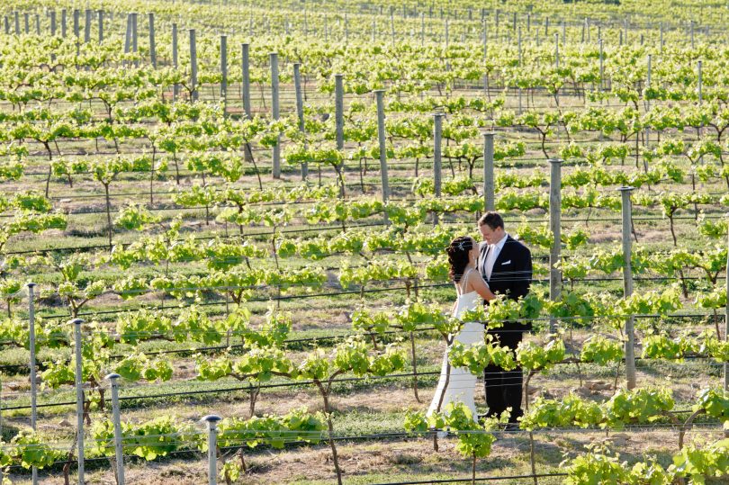 Wedding in the vines