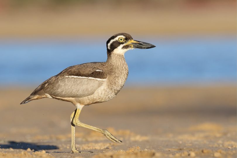 The Beach Stone-Curlew, has been spotted at Spencer Park Merimbula, Whale Spit in Twofold Bay, Mogareeka, and at Bithry Inlet. Photo: Leo Berzins.