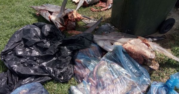 Fish waste dumped in Bermagui community space