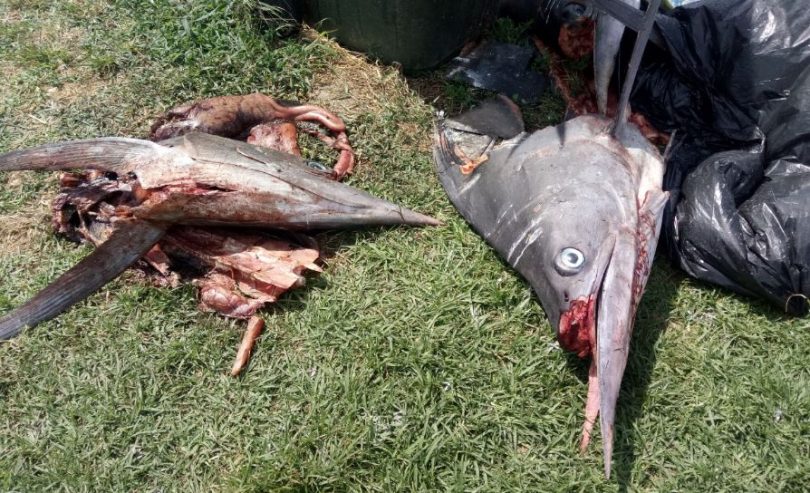 Part of the fishy horror scene at Bermagui Harbour. Photo: Deborah Taylor.