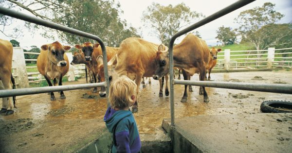 Bega Cheese network now extends to Koroit in Western Victoria with $250 million deal