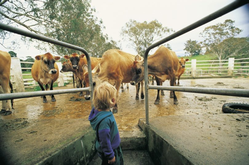 The Bega Valley has a rich dairy history and is the home of Bega Cheese. Photo: Sapphire Coast Tourism