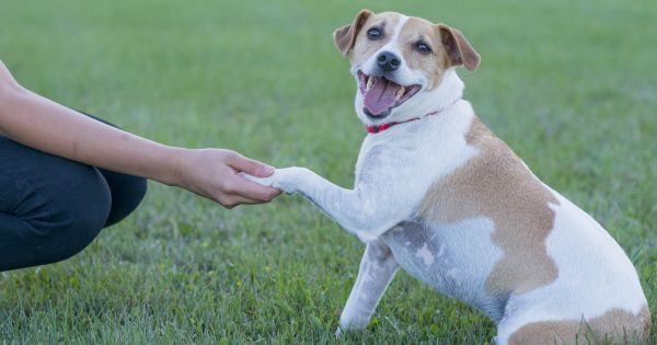 We put 5 of Canberra's dog parks to the test - which is your favourite?