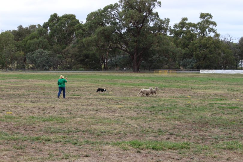 The National Sheepdog Trails are being held at Hall Showground, March 14 to 18. Photo: Ian Campbell.