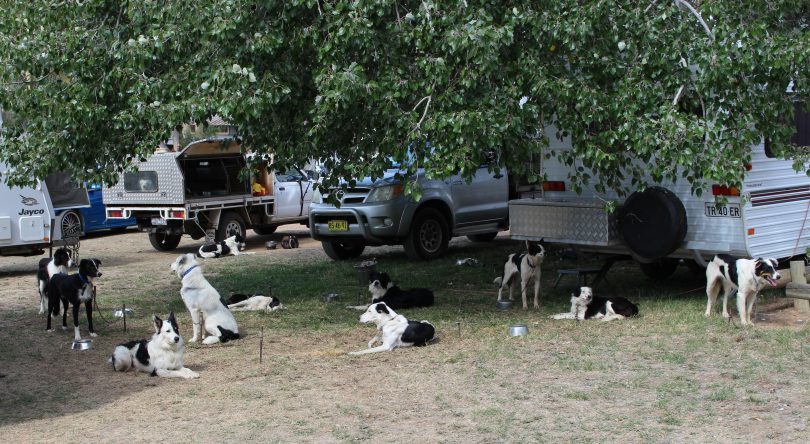 Three hundred dogs and 55 handlers from around Australia are marking the 75th anniversary of the Trials. Photo: Ian Campbell.