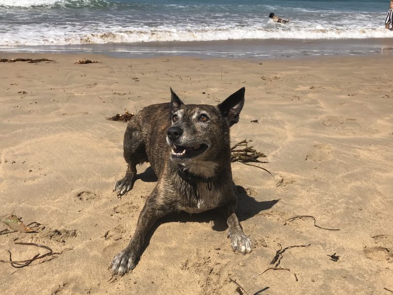 New dog exercise areas will be trialed at Long Beach, near Batemans Bay. Photo: Carmen Bellis ESC