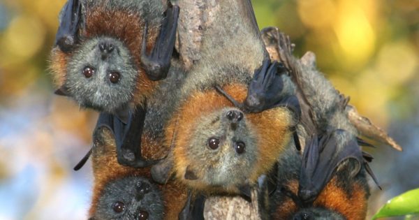 Batemans Bay flying foxes up for discussion