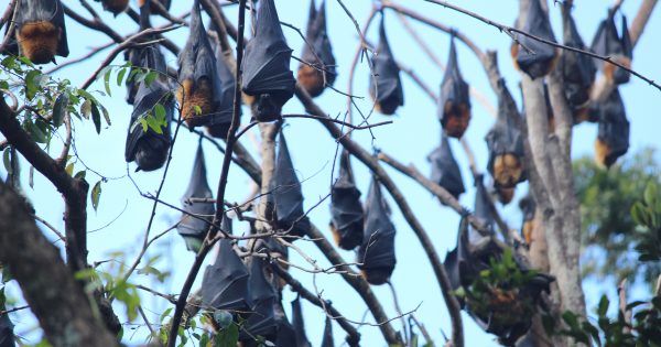 Flying foxes arrive at Commonwealth Park for their annual 'summer maternity camp'