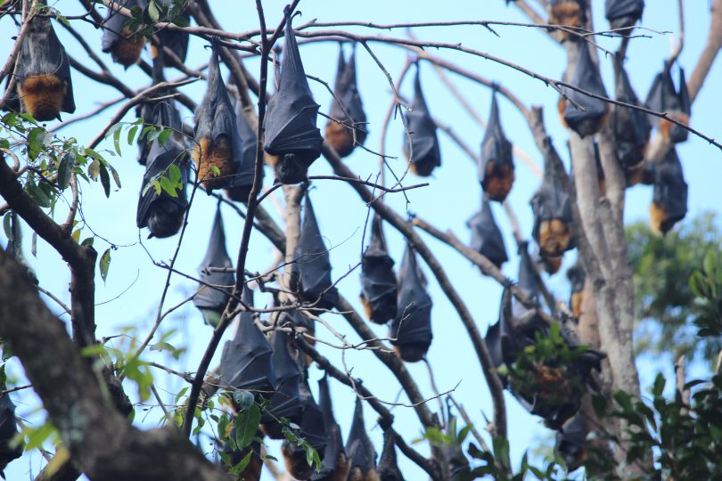 Flying foxes in trees