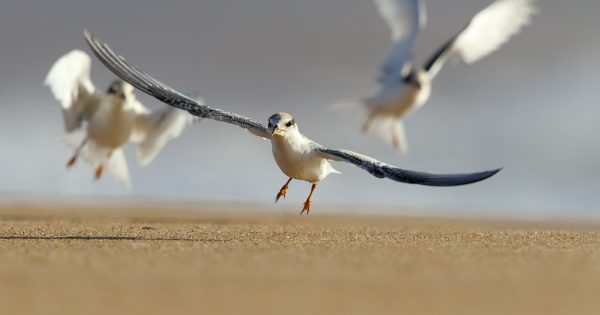 Summer 2017/18 - a wildlife wrap up in South East NSW