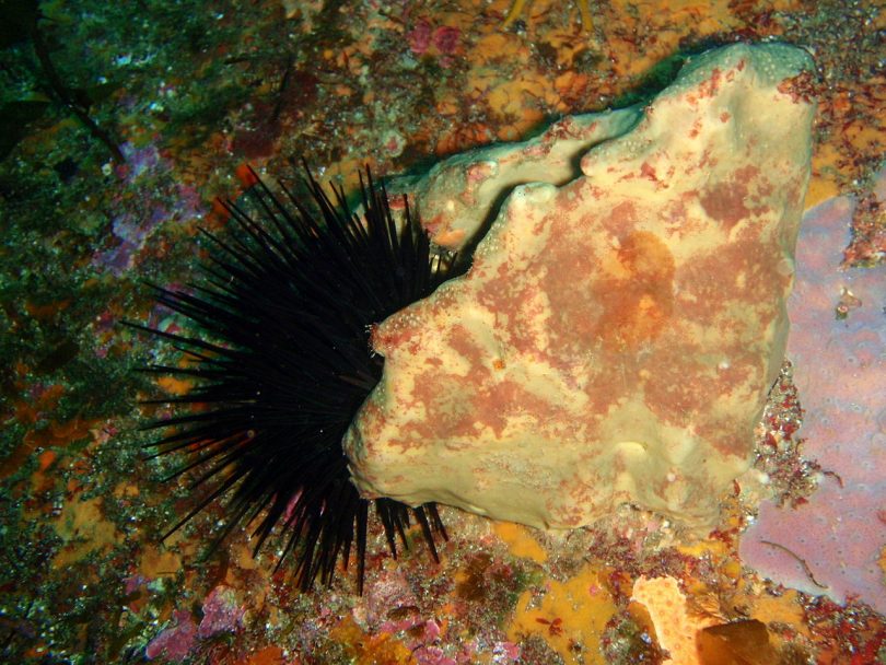 Long Spined Sea Urchins and the barrens that create are being studied in the Batemans Marine Park. Photo: DPI