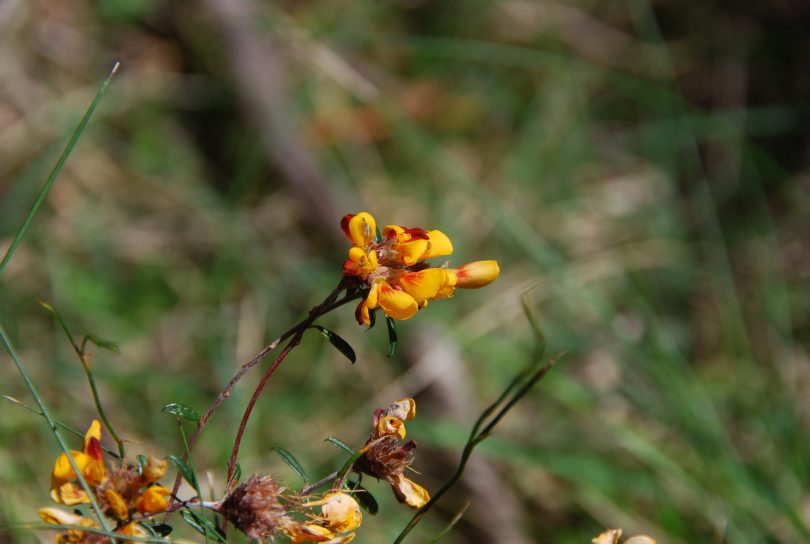 Pultenaea parrisiae. Photo: D Ansell OEH