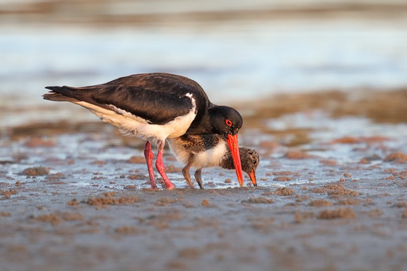 Pied Oystercatchers raised at least ten fledglings in 17/18, including this one at Mogereeka. Photo: Leo Berzins.