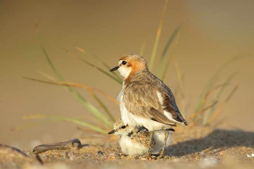 A Red Capped Plover, raising young at Tathra in the summer of 17/18. Photo: Leo Berzins.