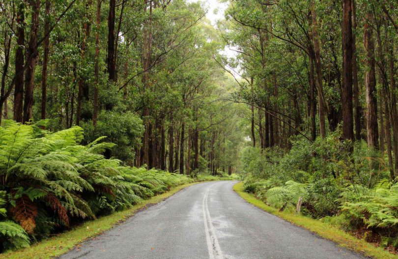 Road to Myrtle Mountain lookout, South East Forest National Park. Photo: John Yurasek NPWS website.