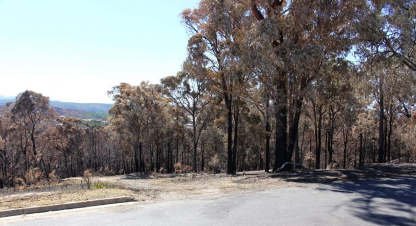 The bush gully at the back of Tathra Public School channeled the intensity of the fire. Photo: Ian Campbell.