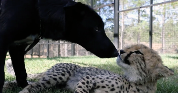 Meet the Canberra cheetah cub with humans for parents and whose best friend is a dog
