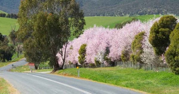 Better mobile phone reception for Bombala, Delegate, Tumut, Carwoola and Tathra