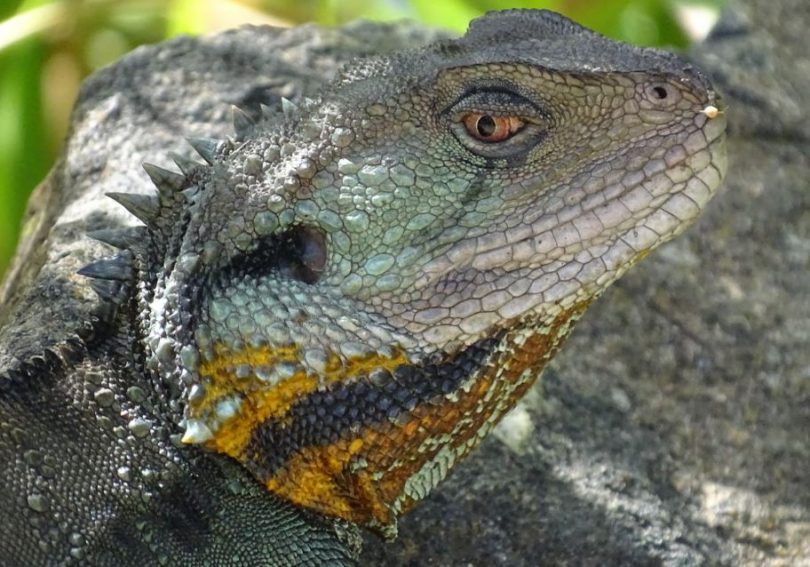 Eastern Water Dragon. Photo: Roy McDowall.