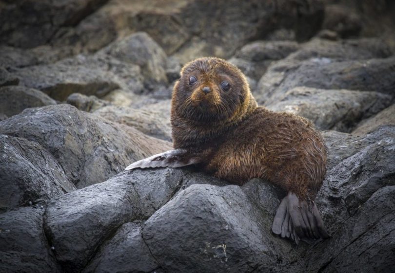 A super cute, fluffy seal pup. Photo: Georgia Poyner.