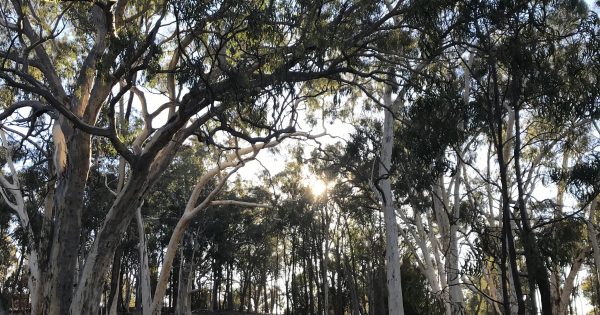 How green is my capital? The changing face of Canberra