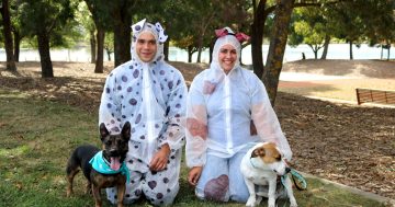 RSPCA ACT to attempt third Guinness World Record at Million Paws Walk 2018!